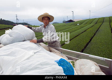 Producteur de thé Kazuaki Matsunaga se charge des sacs de feuilles de thé récoltées sur son camion, dans les plantations de thé des districts montagneux de la ville de Shizuoka, S Banque D'Images