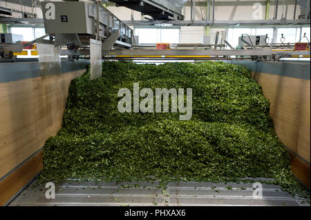 Les feuilles de thé récoltées mécaniquement sont déposés dans des conteneurs pour les premières étapes de séchage à nettoyer Matsuno à Shizuoka Thé City, préfecture de Shizuoka, Jap Banque D'Images