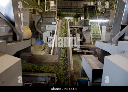 Les feuilles de thé à la vapeur sont transportés à cheveux dans l'usine à thé propre à Shizuoka Matsuno City, préfecture de Shizuoka, au Japon, le samedi, Juin Banque D'Images