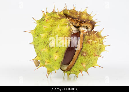 Châtaignes mûres en boyaux sur un tableau blanc. Fruit de l'arbre - chestnut. Arrière-plan blanc. Banque D'Images