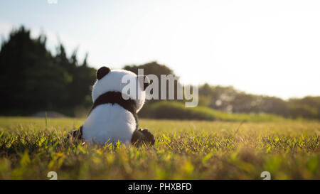 Un seul jouet en peluche panda assis sur l'herbe verte dans le domaine pendant le coucher du soleil. Banque D'Images