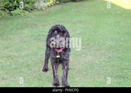 Cockapoo chien joue dans jardin Banque D'Images