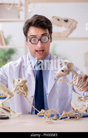 Le professeur fou drôle l'étude de squelettes d'animaux Banque D'Images