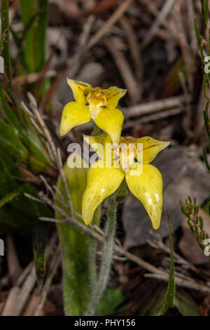 Caladenia flava ssp, coucou bleu Orchid Banque D'Images