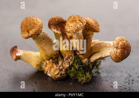 Miel champignons agarics Banque D'Images