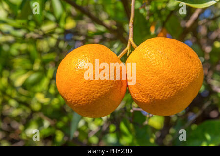 Deux oranges fraîches suspendu à l'oranger en Algarve au Portugal Banque D'Images