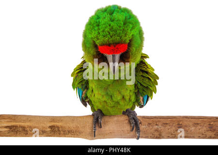 Macaw Parrot isolé sur fond blanc Banque D'Images