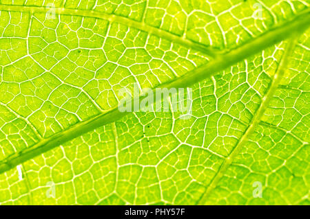 Texture Macro de feuille verte Banque D'Images