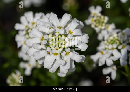 Evergreen Candytuft (Iberis sempervirens), les fleurs de printemps Banque D'Images