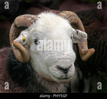 Béliers Herdwick à Moorcock Show, en attente d'être jugé. Banque D'Images