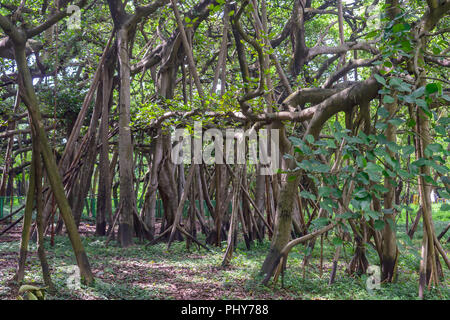 Amazing Banyan Tree canopy au matin d'automne brumeux avec rayons de briller à travers les feuilles. Banque D'Images