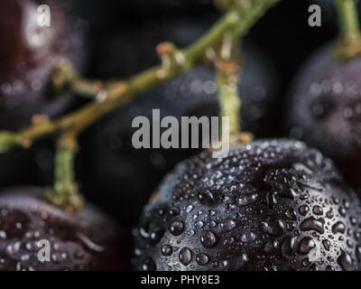 Extreme close up view de raisins noirs mûrs avec des gouttes d'eau. Beau gros plan de raisin biologique avec copie espace pour le texte. Banque D'Images