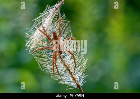 Spider Web pépinière (Pisaurina sp.) - L'état des forêts récréatives Dupont, près de Brevard, North Carolina, États-Unis Banque D'Images