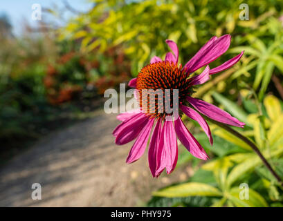 Conefelor ou Echinacea purpurea encore en fleur en septembre au Millenium Gardens Pensthorpe, Neth Norfolk. Banque D'Images