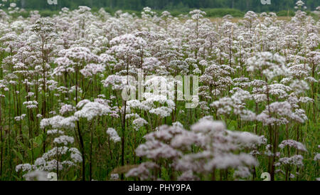 Déposée de reine Anns Lace Banque D'Images