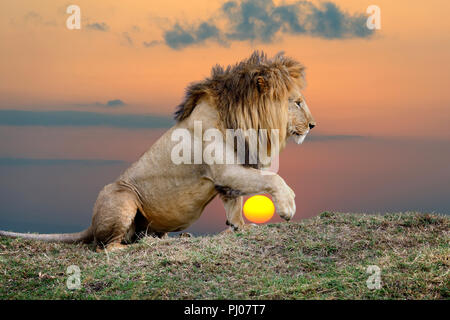 Fermer lion sur fond coucher de soleil dans le parc national du Kenya, Afrique Banque D'Images