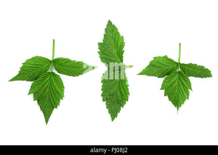 Feuilles de framboisier isolé sur fond blanc. Vue d'en haut. Mise à plat. Banque D'Images