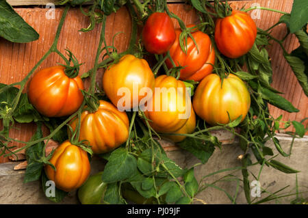 La Tomate var Corazon F1 de plus en plus d''un lit double.Les fruits à maturité sont fermes, doux et juteux. Banque D'Images