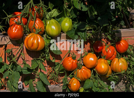 La Tomate var Corazon F1 de plus en plus d''un lit double.Les fruits à maturité sont fermes, doux et juteux. Banque D'Images