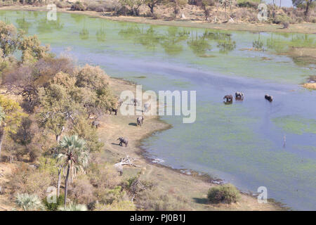 Les éléphants dans le delta de l'Okavango (Botswana), vue aérienne Banque D'Images