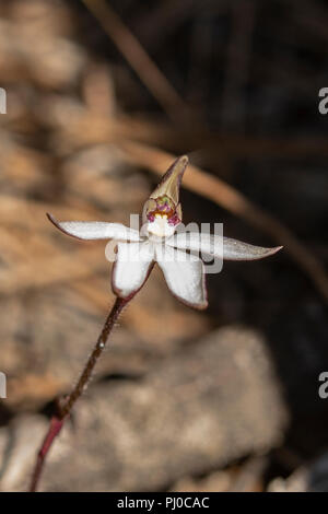 Ericksonella saccharata, sucre Orchid Banque D'Images