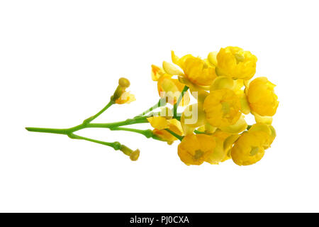 Fleurs de barberries isolé sur fond blanc Banque D'Images