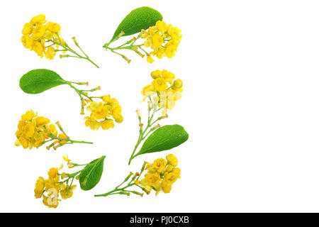 Fleurs de barberries avec des feuilles isolées sur fond blanc. Vue d'en haut. Motif de mise à plat Banque D'Images