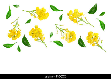 Fleurs de barberries avec des feuilles isolées sur fond blanc. Vue d'en haut. Motif de mise à plat Banque D'Images