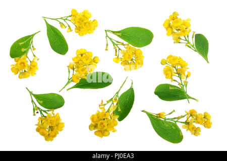 Fleurs de barberries avec des feuilles isolées sur fond blanc Banque D'Images