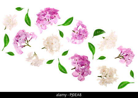 Fleurs lilas, branches et feuilles isolé sur fond blanc. Mise à plat. Vue d'en haut Banque D'Images