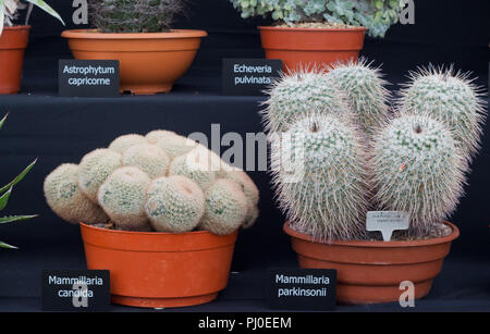 Affichage du prix de cactus et succulentes au 2018 Southport Flower Show. Banque D'Images