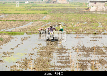 Un tracteur la préparation d'une rizière inondée en raison de la plantation de plants de riz, Nyaungshwe, Myanmar Banque D'Images