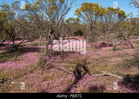 Dans Datjoin Everlastings rose Rock, Wialki, WA, Australie Banque D'Images