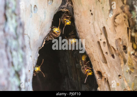 Les frelons européens (Vespa crabro) à l'entrée de leur nid dans un arbre de pin creux à Surrey, UK Banque D'Images