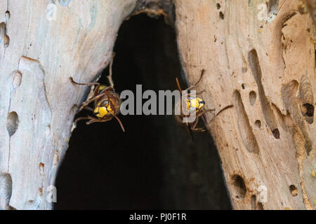 Les frelons européens (Vespa crabro) à l'entrée de leur nid dans un arbre de pin creux à Surrey, UK Banque D'Images