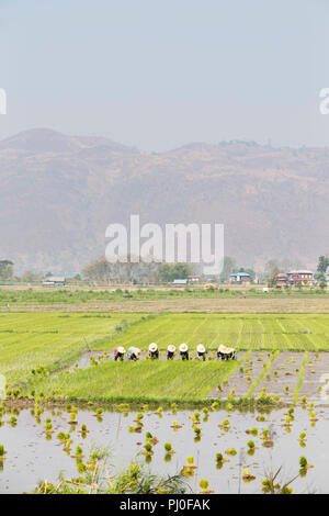 Les agriculteurs travaillant dans un champ de riz, Nyaungshwe, Myanmar Banque D'Images