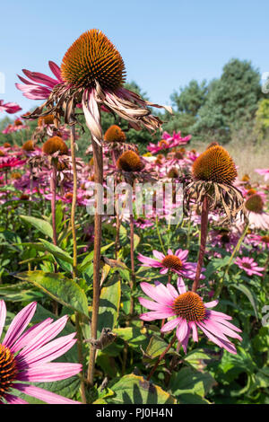 Conefelor ou Echinacea purpurea encore en fleur en septembre au Millenium Gardens Pensthorpe, Neth Norfolk. Banque D'Images