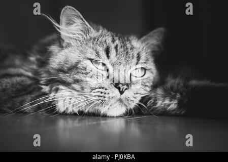 Portrait d'un chat tabby duveteux méditation couchée sur le sol. Noir et blanc, Close up Banque D'Images