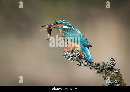 Une femelle Kingfisher est assis sur une branche couverte de lichen. Après le succès de div, il a une boule dans son bec. Face à gauche à droite with copy space Banque D'Images