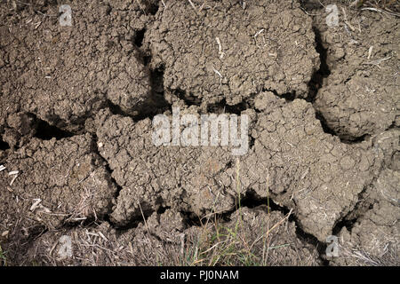 Fissures dans les terres agricoles de l'été chaud et sec de 2018, dans le Warwickshire, Royaume-Uni Banque D'Images