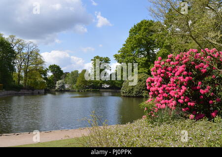 Paysage à Dunham Massey Altrincham Rhododendrons et le lac Banque D'Images
