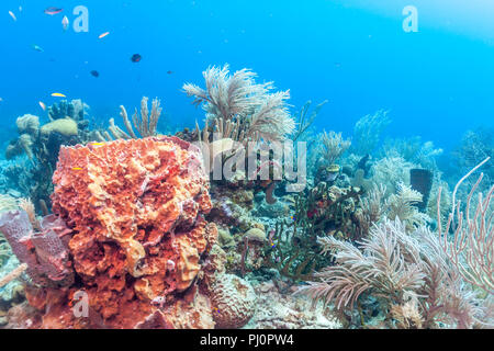 Barrière de corail en mer Carbiiean Banque D'Images