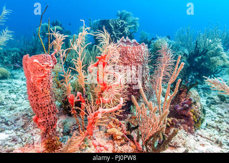 Barrière de corail en mer Carbiiean Banque D'Images