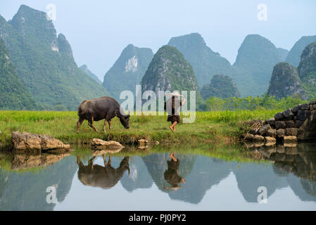 Agriculteur tend son buffle dans une rizière de Huixiang, Guilin, Chine, une petite ville de karst et paysage calcaire Banque D'Images