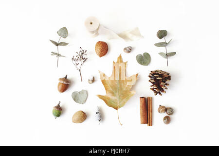 Jardin botanique de style automne arrangement. Composition de glands, pommes de pin, d'eucalyptus et de chêne séché les feuilles des arbres et des bâtons de cannelle sur fond de table blanc. Automne concept minimal, mise à plat, vue du dessus. Banque D'Images