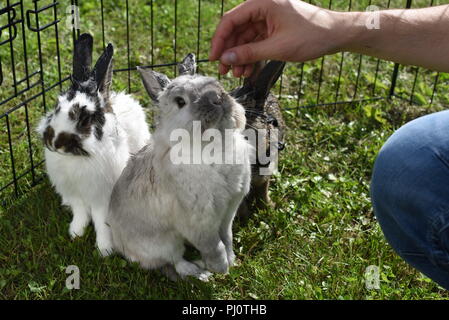 Trois animaux le collage avec le propriétaire dans une cage sur une propriété près de Moose Lake Banque D'Images