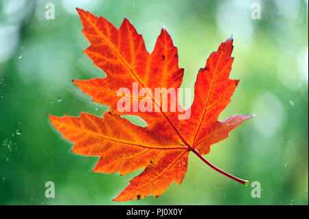 Seul l'automne Feuille d'érable, close-up Banque D'Images