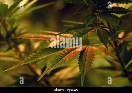 Close up de feuilles de cannabis, éclairé par la lumière du matin Banque D'Images