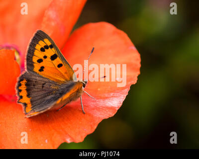 Ailes orange et noir du petit papillon Lycaena phlaeas cuivre, ssp. eleus, contraste avec le pétale rouge d'un coquelicot annuelle Banque D'Images