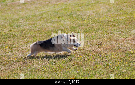 Tricolore Pembroke Welsh Corgi fonctionne rapidement sur une pelouse, à la pratique des courses de lure Banque D'Images